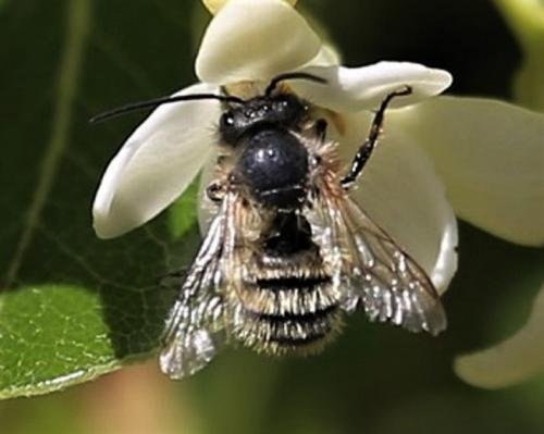 Réf. 182 237 : Osmia bicornis